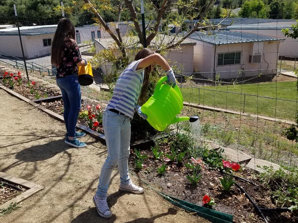 Gardening Project
