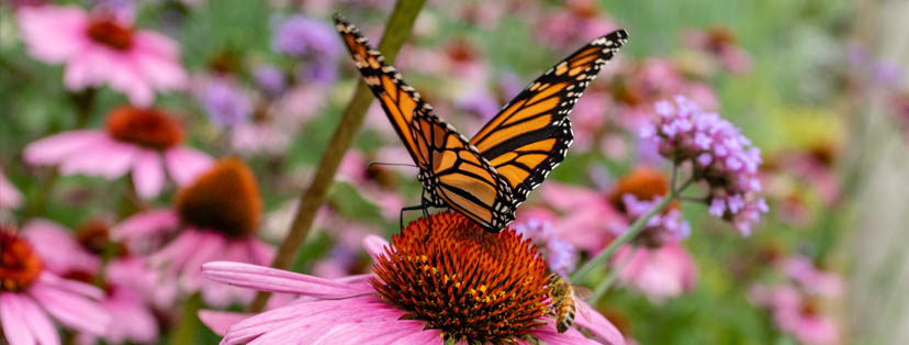 UC Master Gardeners
