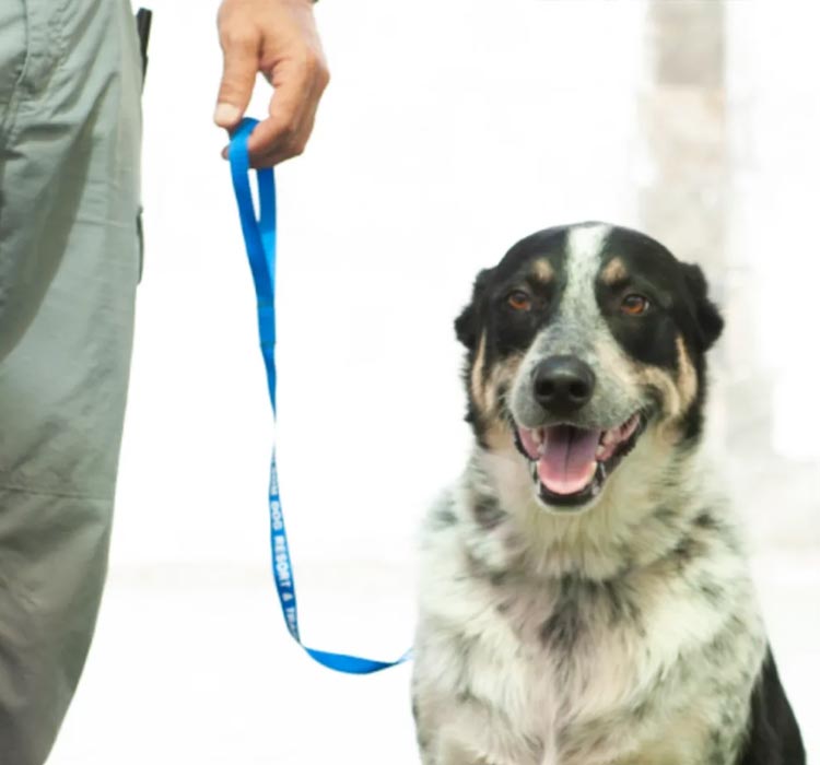 Dog Training 101